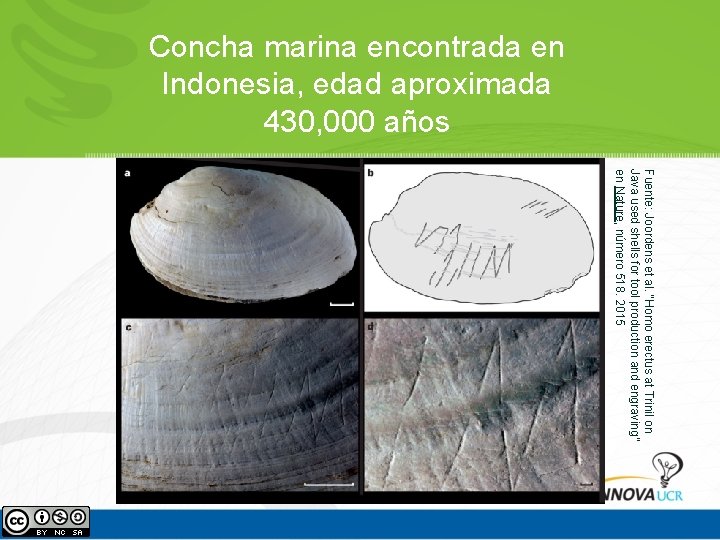 Concha marina encontrada en Indonesia, edad aproximada 430, 000 años Fuente: Joordens et al. Concha marina encontrada en Indonesia, edad aproximada 430, 000 años Fuente: Joordens et al.