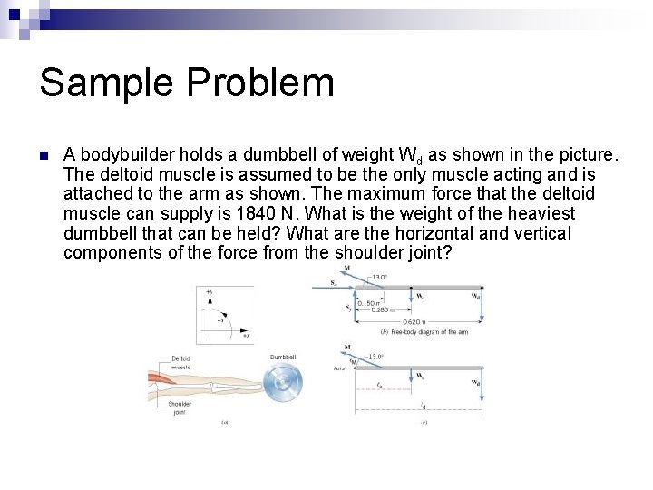 Sample Problem n A bodybuilder holds a dumbbell of weight Wd as shown in