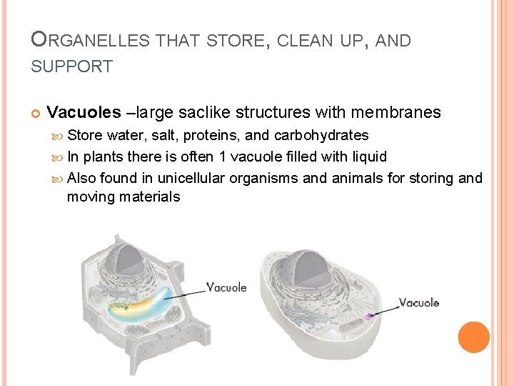 ORGANELLES THAT STORE, CLEAN UP, AND SUPPORT Vacuoles –large saclike structures with membranes Store