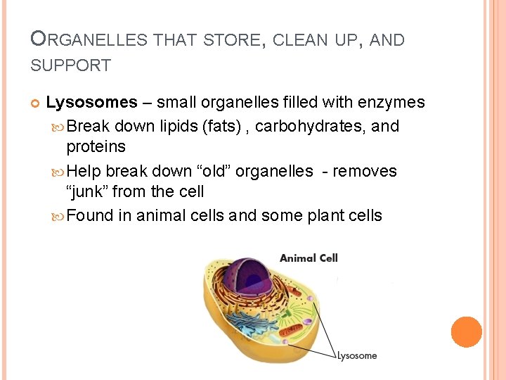 ORGANELLES THAT STORE, CLEAN UP, AND SUPPORT Lysosomes – small organelles filled with enzymes