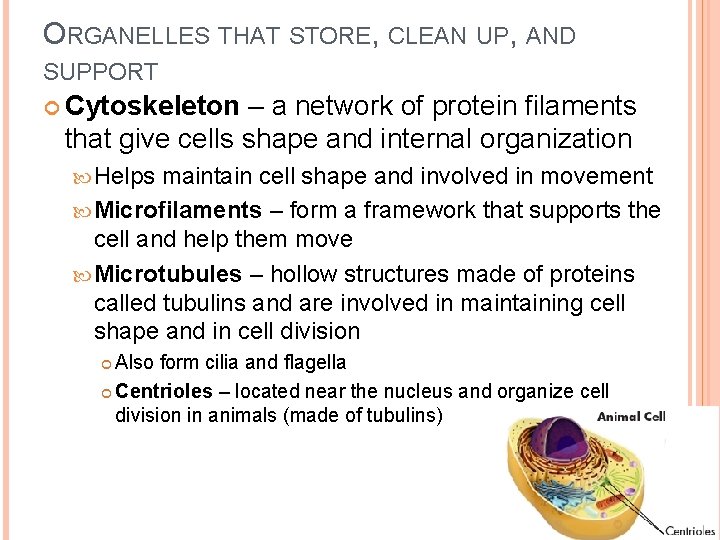 ORGANELLES THAT STORE, CLEAN UP, AND SUPPORT Cytoskeleton – a network of protein filaments