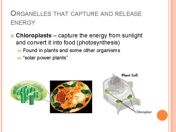 ORGANELLES THAT CAPTURE AND RELEASE ENERGY Chloroplasts – capture the energy from sunlight and