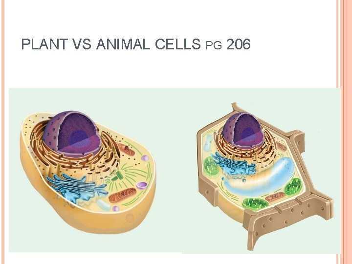 PLANT VS ANIMAL CELLS PG 206 
