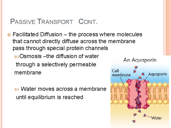 PASSIVE TRANSPORT CONT. Facilitated Diffusion – the process where molecules that cannot directly diffuse