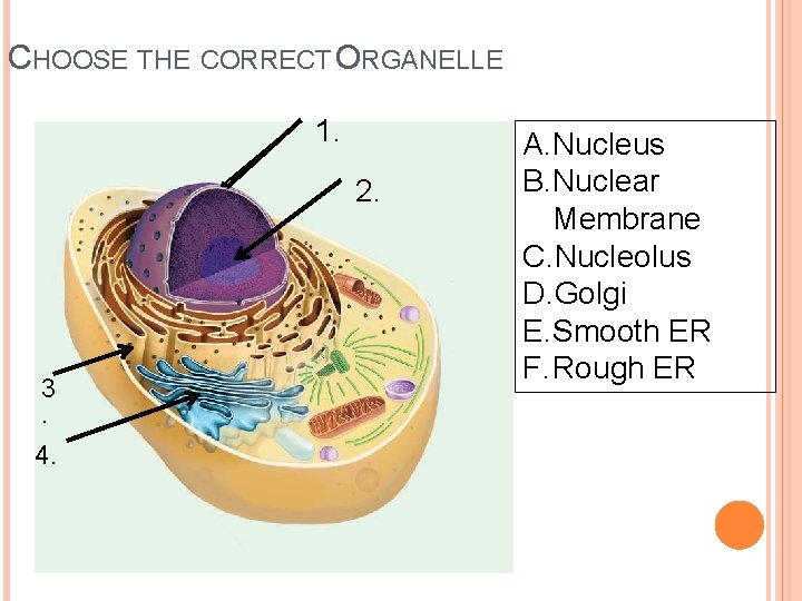 CHOOSE THE CORRECT ORGANELLE 1. 2. 3. 4. A. Nucleus B. Nuclear Membrane C.