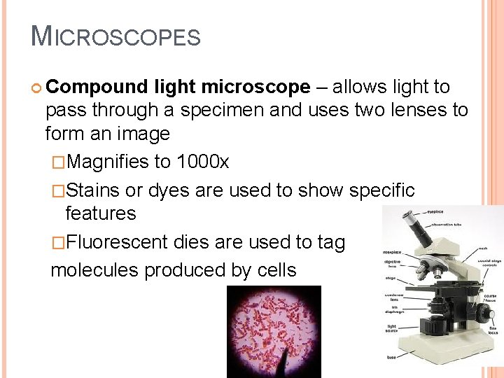 MICROSCOPES Compound light microscope – allows light to pass through a specimen and uses