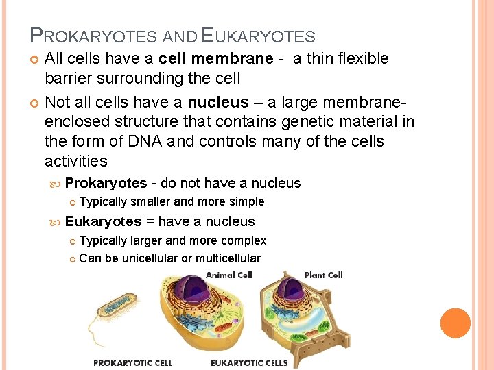 PROKARYOTES AND EUKARYOTES All cells have a cell membrane - a thin flexible barrier