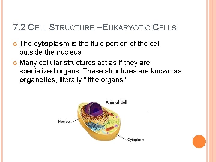 7. 2 CELL STRUCTURE – EUKARYOTIC CELLS The cytoplasm is the fluid portion of