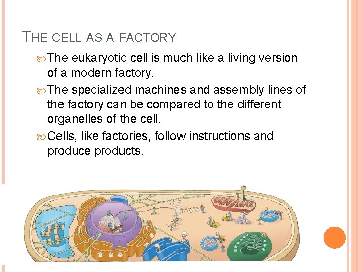 THE CELL AS A FACTORY The eukaryotic cell is much like a living version