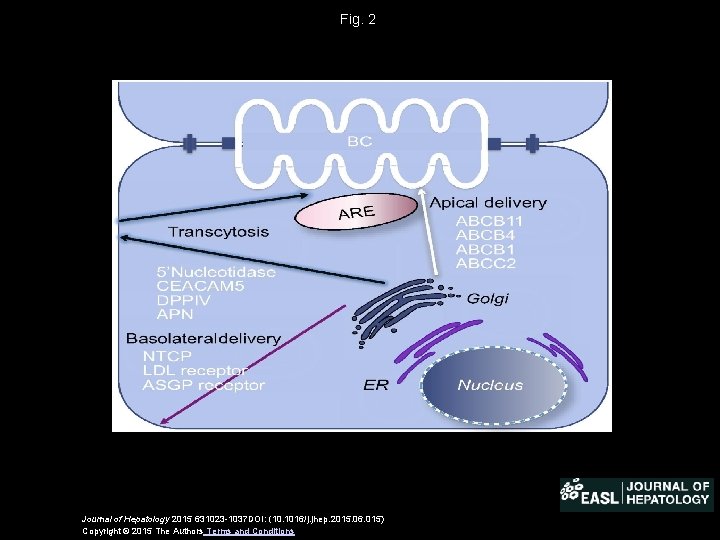 Fig. 2 Journal of Hepatology 2015 631023 -1037 DOI: (10. 1016/j. jhep. 2015. 06.