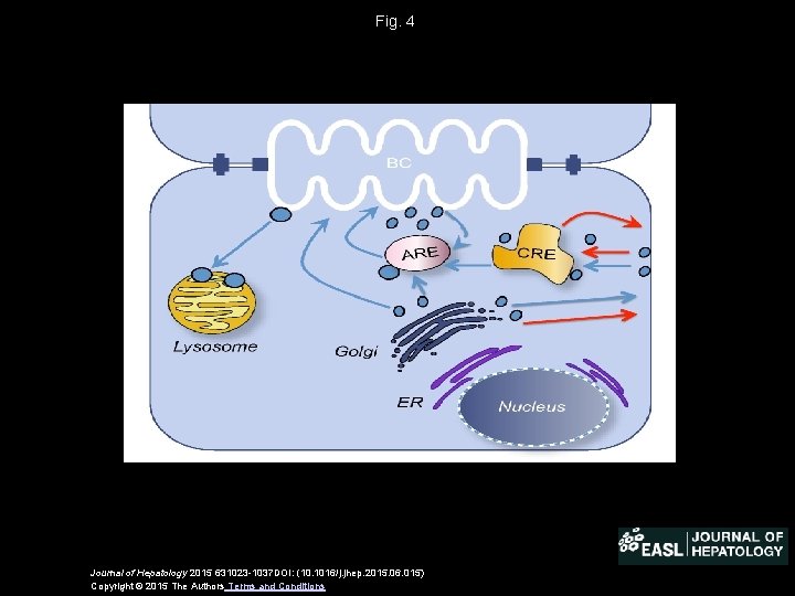 Fig. 4 Journal of Hepatology 2015 631023 -1037 DOI: (10. 1016/j. jhep. 2015. 06.