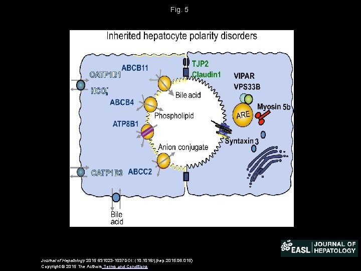 Fig. 5 Journal of Hepatology 2015 631023 -1037 DOI: (10. 1016/j. jhep. 2015. 06.