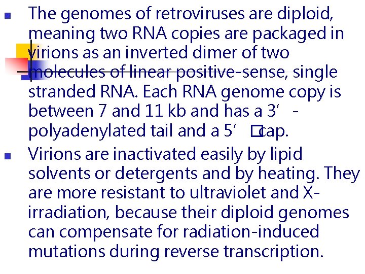 n n The genomes of retroviruses are diploid, meaning two RNA copies are packaged n n The genomes of retroviruses are diploid, meaning two RNA copies are packaged