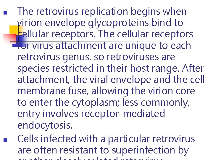 n n The retrovirus replication begins when virion envelope glycoproteins bind to cellular receptors. n n The retrovirus replication begins when virion envelope glycoproteins bind to cellular receptors.