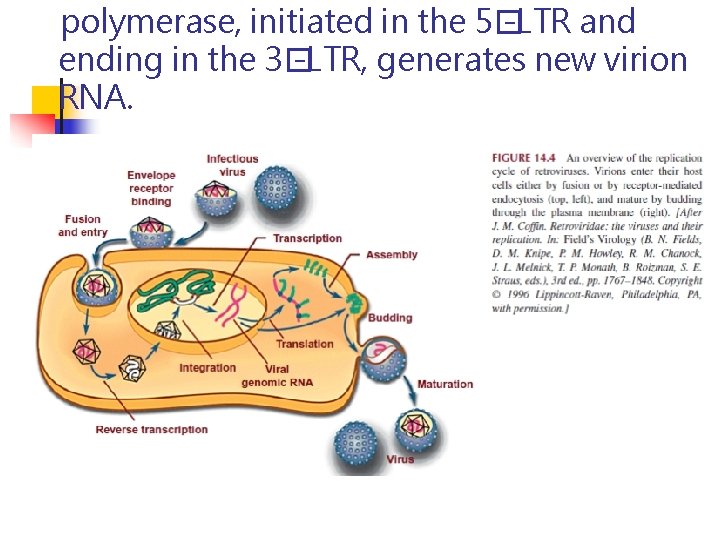 polymerase, initiated in the 5� -LTR and ending in the 3� -LTR, generates new polymerase, initiated in the 5� -LTR and ending in the 3� -LTR, generates new