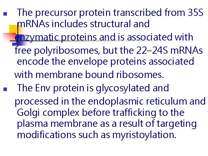 n n The precursor protein transcribed from 35 S m. RNAs includes structural and n n The precursor protein transcribed from 35 S m. RNAs includes structural and