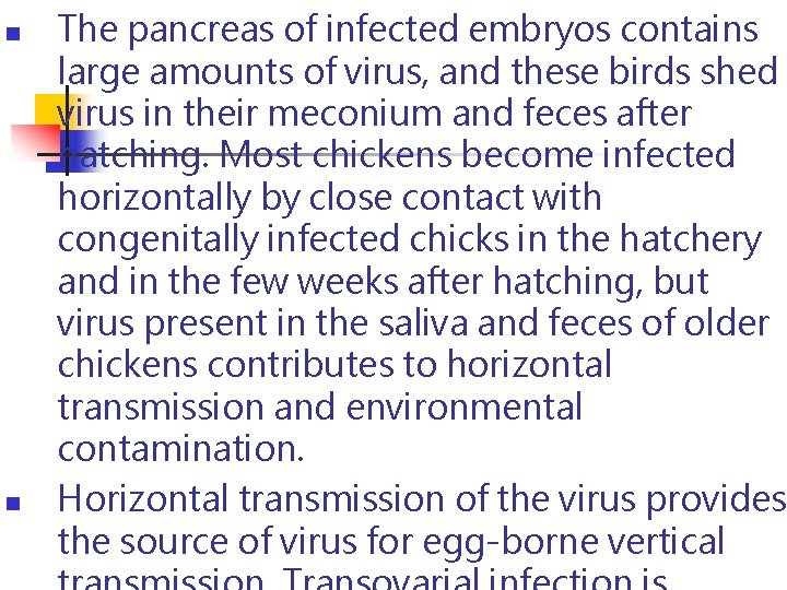n n The pancreas of infected embryos contains large amounts of virus, and these n n The pancreas of infected embryos contains large amounts of virus, and these