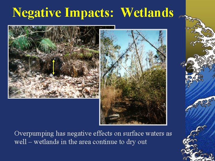 Negative Impacts: Wetlands Overpumping has negative effects on surface waters as well – wetlands