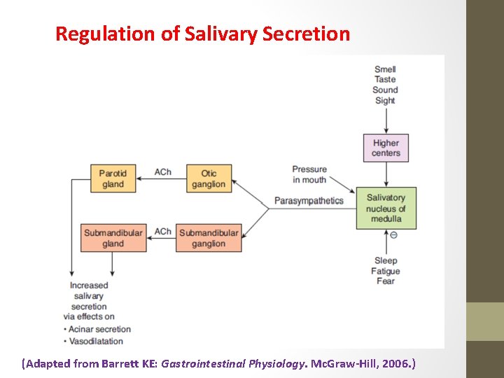 Regulation of Salivary Secretion (Adapted from Barrett KE: Gastrointestinal Physiology. Mc. Graw-Hill, 2006. )