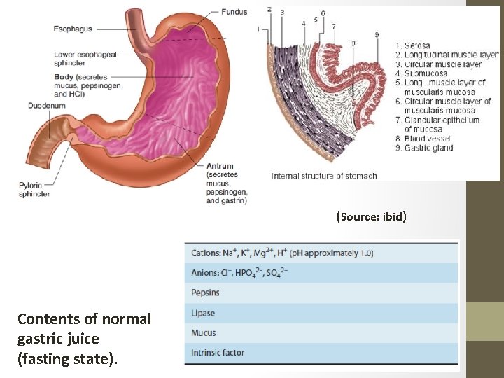 (Source: ibid) Contents of normal gastric juice (fasting state). 