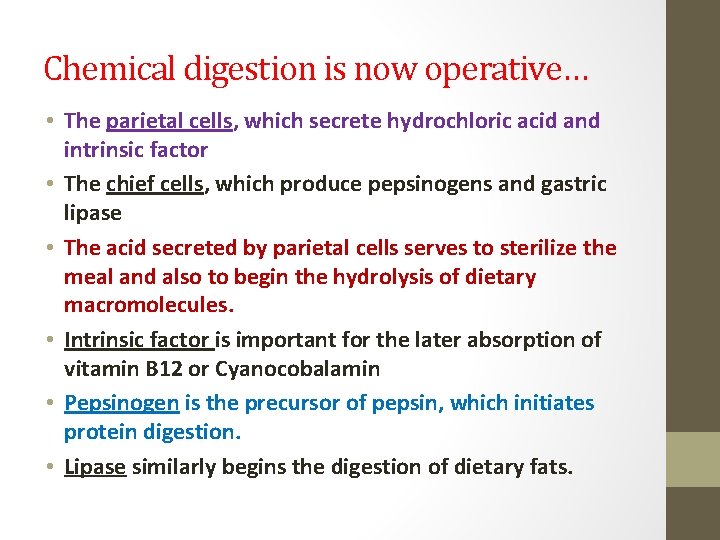 Chemical digestion is now operative… • The parietal cells, which secrete hydrochloric acid and