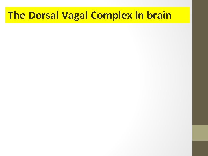 The Dorsal Vagal Complex in brain 