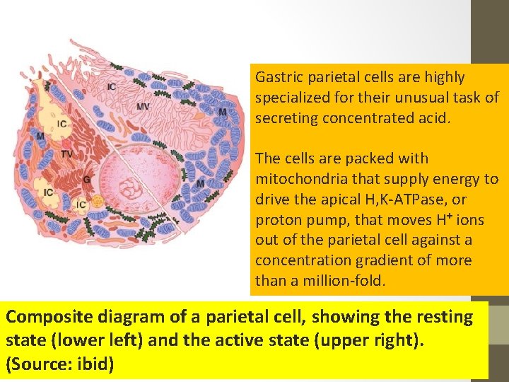 Gastric parietal cells are highly specialized for their unusual task of secreting concentrated acid.