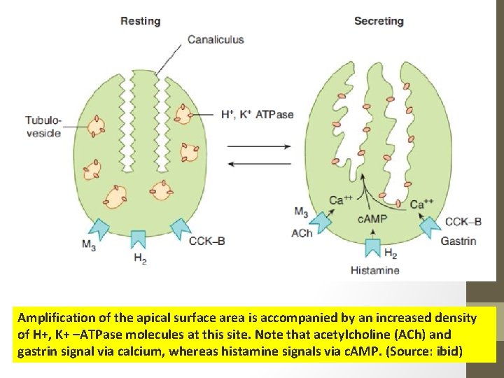 Amplification of the apical surface area is accompanied by an increased density of H+,