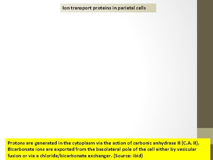Ion transport proteins in parietal cells Protons are generated in the cytoplasm via the