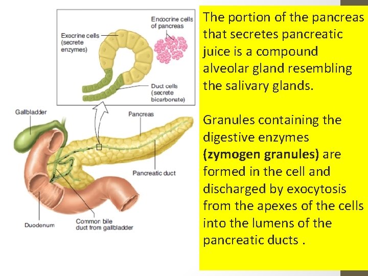 The portion of the pancreas that secretes pancreatic juice is a compound alveolar gland