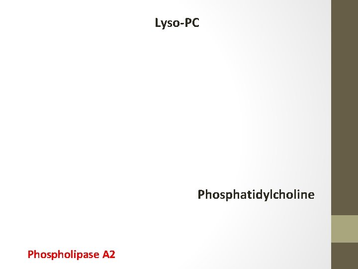 Lyso-PC Phosphatidylcholine Phospholipase A 2 
