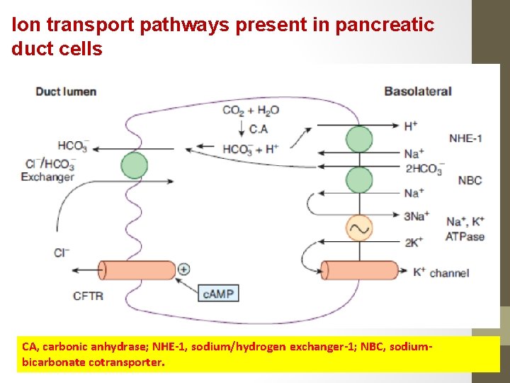 Ion transport pathways present in pancreatic duct cells CA, carbonic anhydrase; NHE-1, sodium/hydrogen exchanger-1;