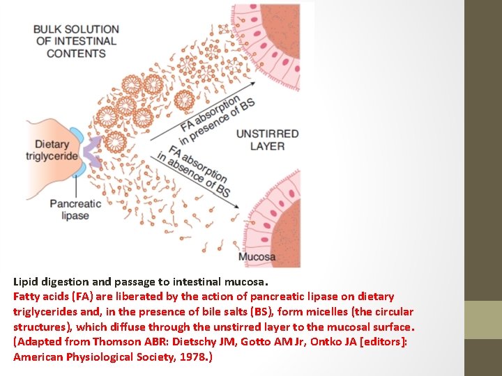 Lipid digestion and passage to intestinal mucosa. Fatty acids (FA) are liberated by the