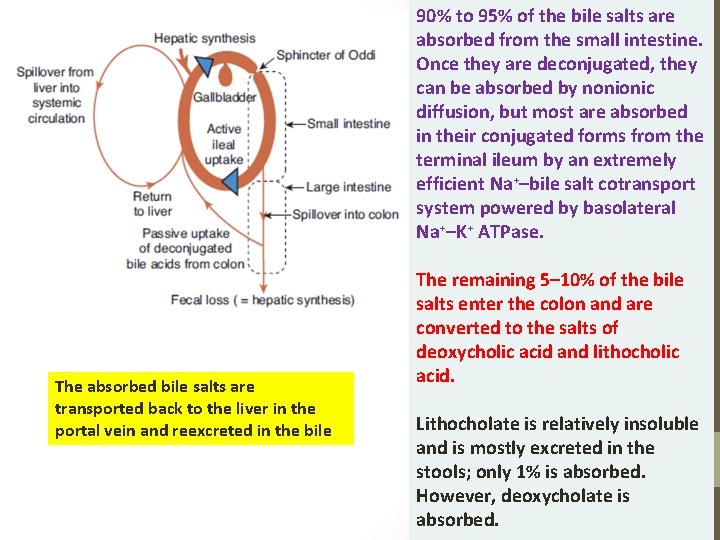 90% to 95% of the bile salts are absorbed from the small intestine. Once