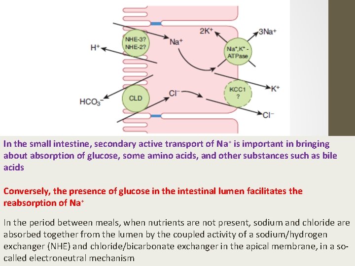 In the small intestine, secondary active transport of Na+ is important in bringing about