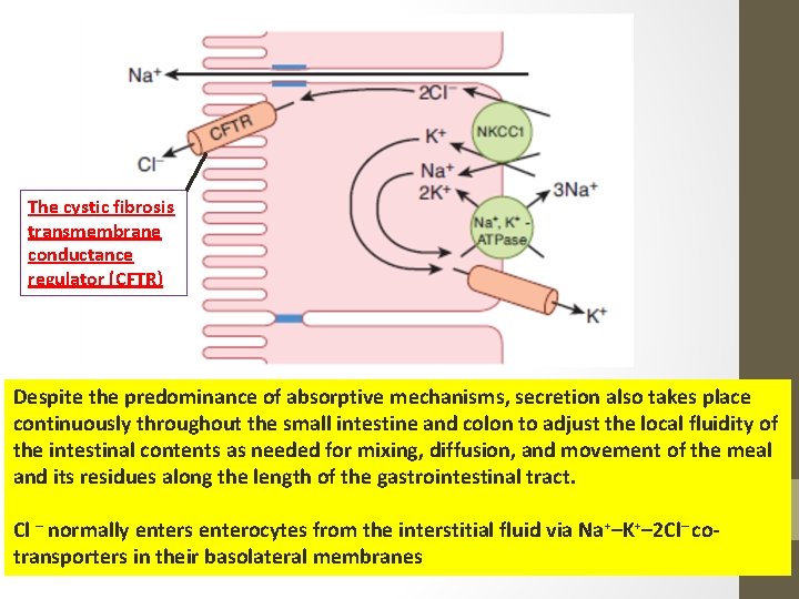 The cystic fibrosis transmembrane conductance regulator (CFTR) Despite the predominance of absorptive mechanisms, secretion