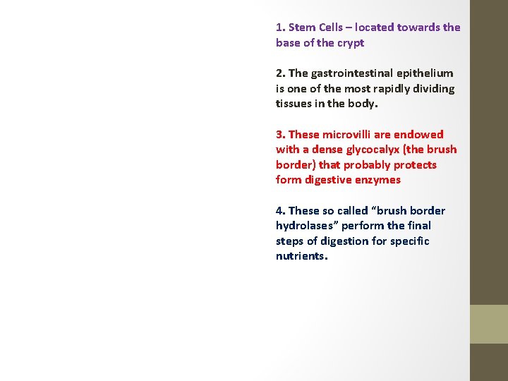 1. Stem Cells – located towards the base of the crypt 2. The gastrointestinal