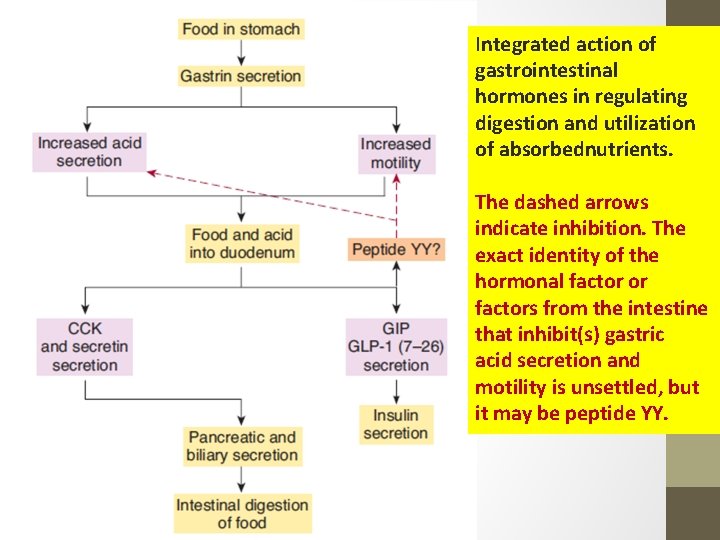 Integrated action of gastrointestinal hormones in regulating digestion and utilization of absorbednutrients. The dashed