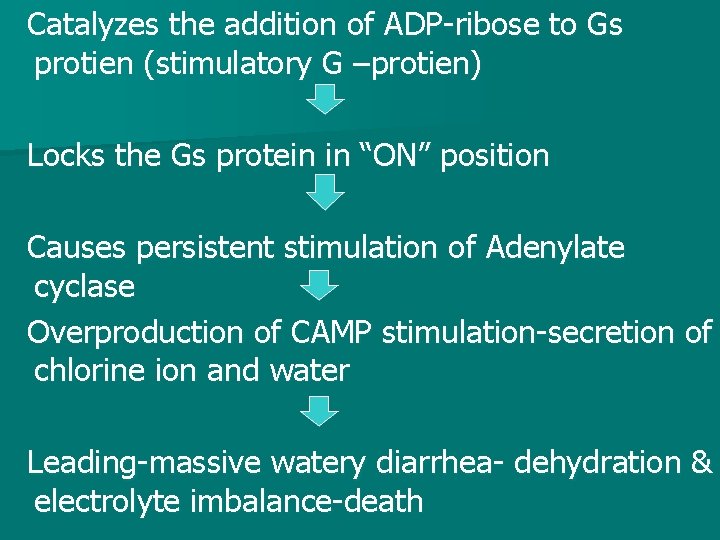 Catalyzes the addition of ADP-ribose to Gs protien (stimulatory G –protien) Locks the Gs