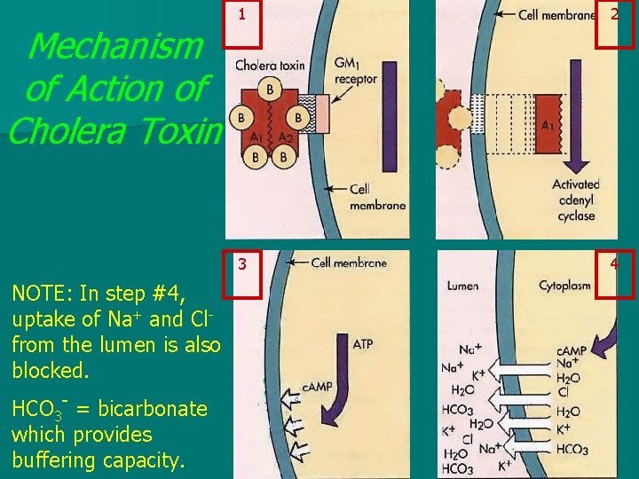 Mechanism of Action of Cholera Toxin NOTE: In step #4, uptake of Na+ and