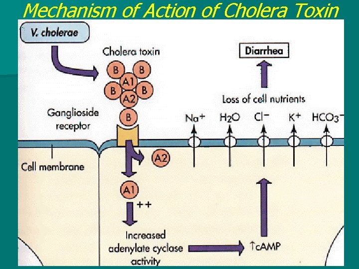 Mechanism of Action of Cholera Toxin 