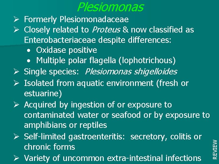 Ø Formerly Plesiomonadaceae Ø Closely related to Proteus & now classified as Enterobacteriaceae despite