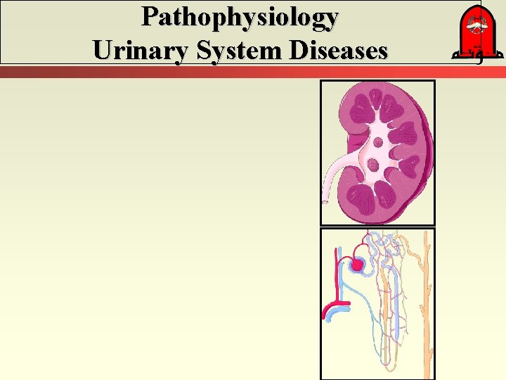 Pathophysiology Urinary System Diseases 