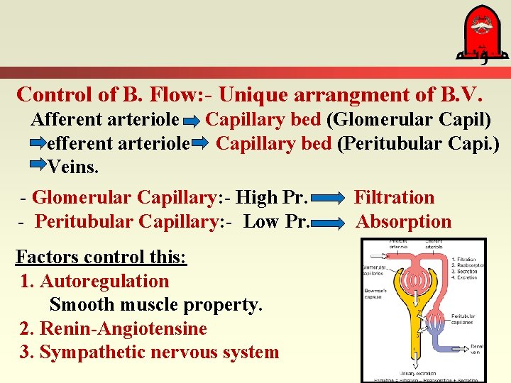 Control of B. Flow: - Unique arrangment of B. V. Afferent arteriole Capillary bed