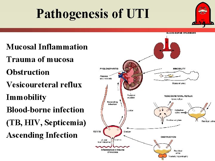 Pathogenesis of UTI Mucosal Inflammation Trauma of mucosa Obstruction Vesicoureteral reflux Immobility Blood-borne infection