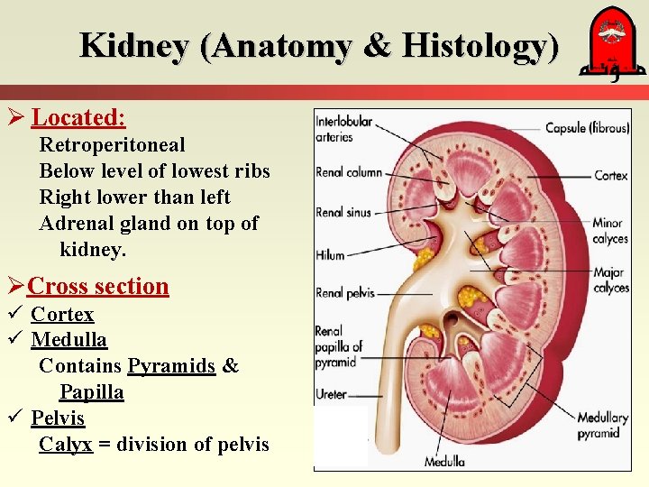 Kidney (Anatomy & Histology) Ø Located: Retroperitoneal Below level of lowest ribs Right lower