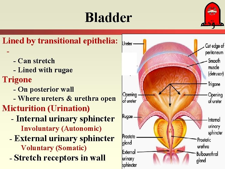Bladder Lined by transitional epithelia: - Can stretch - Lined with rugae Trigone -
