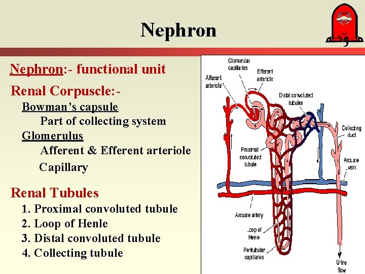 Nephron: - functional unit Renal Corpuscle: Bowman’s capsule Part of collecting system Glomerulus Afferent