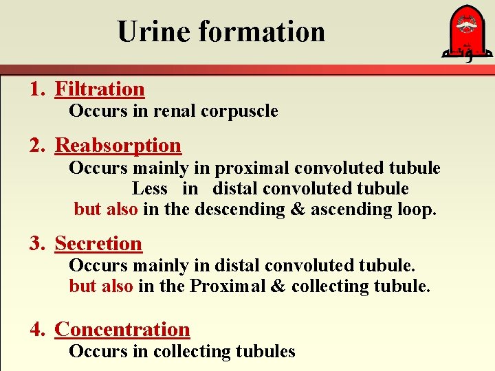 Urine formation 1. Filtration Occurs in renal corpuscle 2. Reabsorption Occurs mainly in proximal