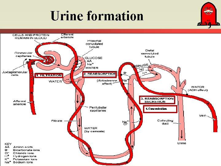 Urine formation 4. Concentration 